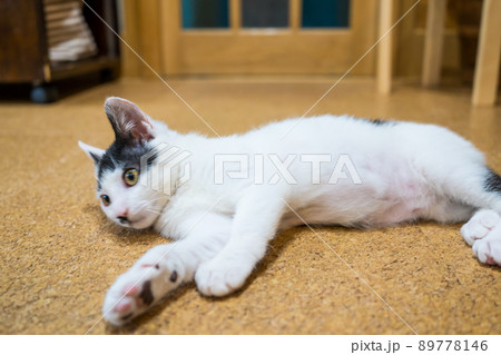 横になる白黒の猫 横になる白黒の猫 89778146