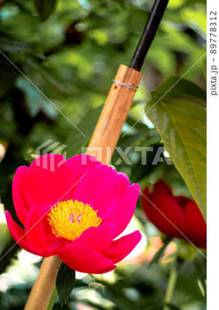 一輪の牡丹 一輪の牡丹 89778312