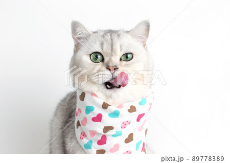 A adorable white cat, licks its muzzle with its tongue, sits on a white background with a bib in hearts. 89778389