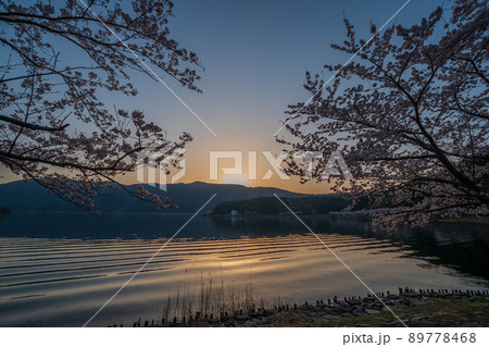 琵琶湖に映る満開の桜並木と夕日｜海津大崎 89778468