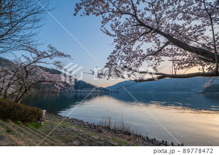 琵琶湖に映る満開の桜並木と夕日｜海津大崎 89778472