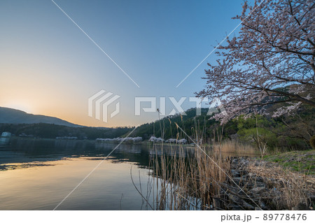 琵琶湖に映る満開の桜並木と夕日|海津大崎 琵琶湖に映る満開の桜並木と夕日|海津大崎 89778476