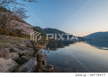 琵琶湖に映る満開の桜並木と夕日｜海津大崎 89778477