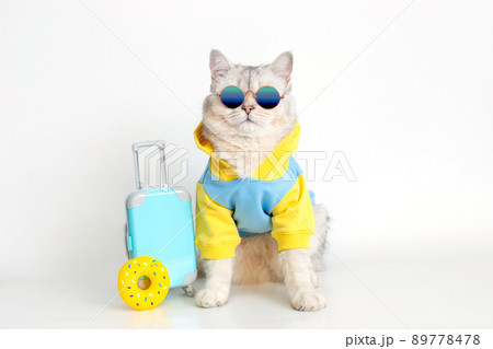 White cat in a blue sweatshirt and sunglasses, sits with a suitcase on a white background 89778478
