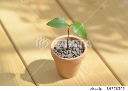 植木鉢の双葉 89778506