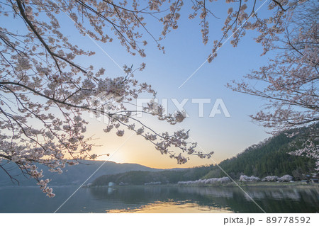琵琶湖に映る満開の桜並木と夕日|海津大崎 琵琶湖に映る満開の桜並木と夕日|海津大崎 89778592