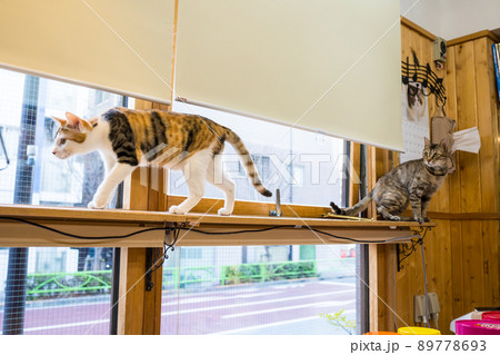 キャットウォークを歩く猫 キャットウォークを歩く猫 89778693