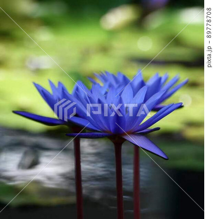 熱帯睡蓮青色の花 *正方形構図 熱帯睡蓮青色の花 *正方形構図 89778708