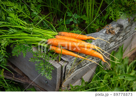 Several fresh, juicy carrots with leaves lie near the green bed 89778873
