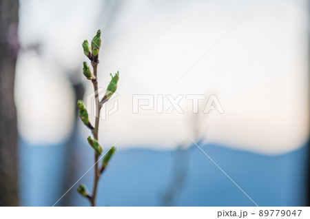 夕日に照らされた桜の蕾｜グラデーションの空 89779047