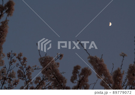 月と桜｜夜景 89779072