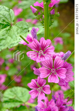 満開のモクアオイ 89779075