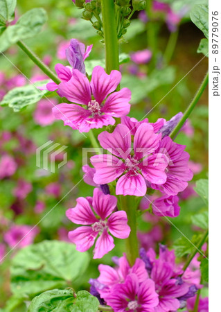 満開のモクアオイ 満開のモクアオイ 89779076