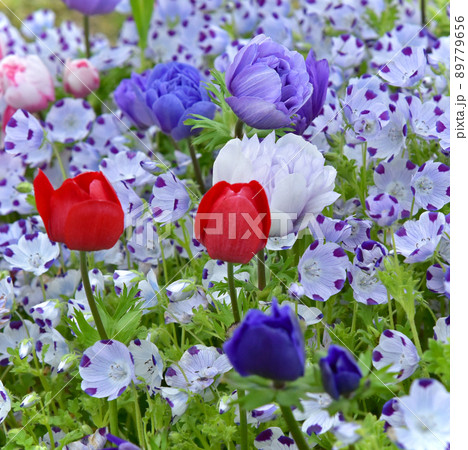 ネモフィラ畑のアネモネ 人気のアネモネ 春の花素材 ネモフィラ畑のアネモネ 人気のアネモネ 春の花素材 89779656