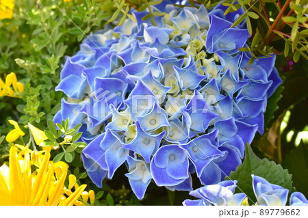 初夏の花素材　人気のアジサイ 89779662