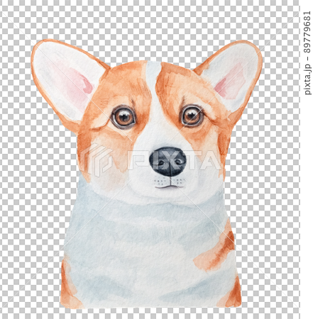 Watercolour portrait of little Welsh Corgi Pembroke dog puppy character. Hand painted sketchy illustration on white background, cut out clip art element for design, card, poster, mug or t-shirt print. 89779681