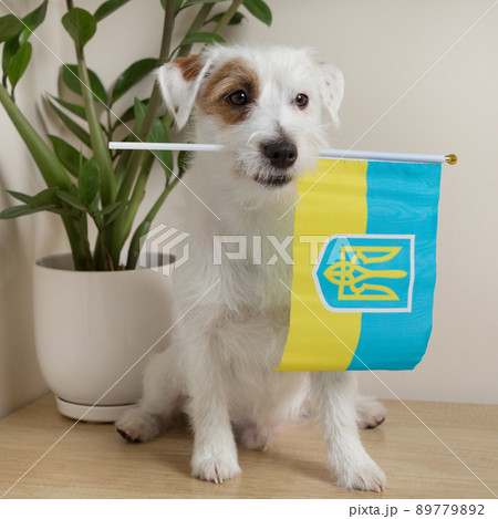 White small dog sits with the flag of ukraine, next to the flowerpot White small dog sits with the flag of ukraine, next to the flowerpot 89779892