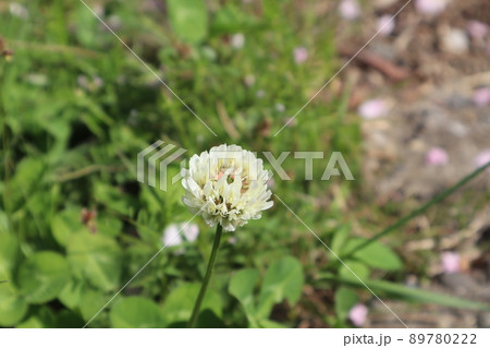 白い花びらのシロツメクサの花にピントを合わせて撮影した風景 89780222