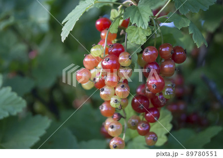 Red currant on branch with green sheet Red currant on branch with green sheet 89780551