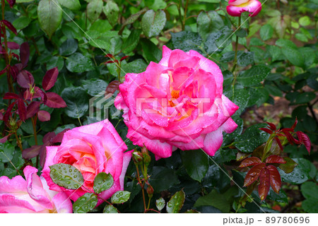 バラの花 薔薇 瑞々しい 雨上がり 水も滴る 背景素材 バラの花 薔薇 瑞々しい 雨上がり 水も滴る 背景素材 89780696