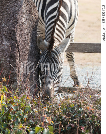 柵外の植物をつまみ食いするシマウマ 89780712