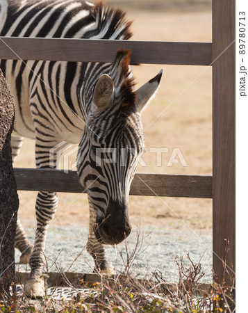 柵外の植物をつまみ食いするシマウマ 89780713