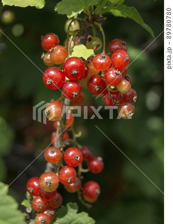 Red currant on branch with green sheet 89780780