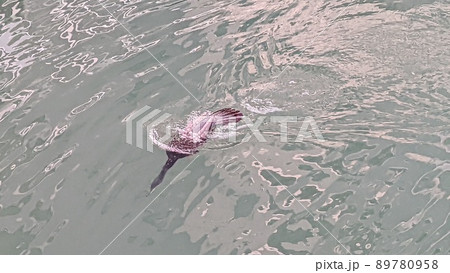鵜の潜る瞬間 鵜の潜る瞬間 89780958