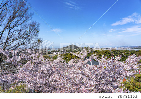 満開の桜と遠方に犬山城を望む 89781163