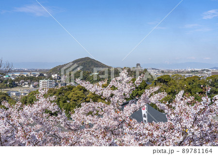 満開の桜と国宝犬山城 満開の桜と国宝犬山城 89781164