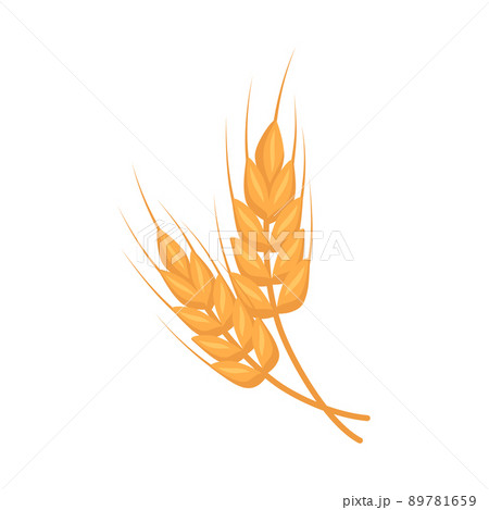 Golden ear of wheat, grains for making flour, baking bread and other food. Vector flat illustration 89781659