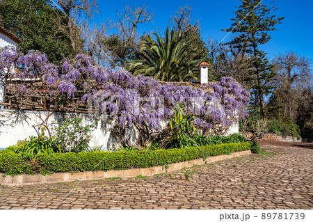 Flowers in the Finca de Osorio Park near Teror, Gran Canaria Island, Spain Flowers in the Finca de Osorio Park near Teror, Gran Canaria Island, Spain 89781739