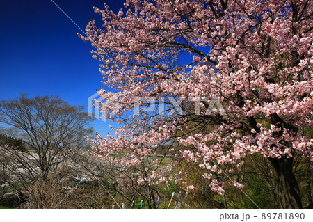 岩手県北上市　満開の桜と水車小屋 89781890