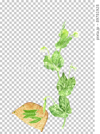 豌豆花和漏勺上的沙耶豌豆【水墨畫風水彩】白色背景透明背景複製空間 豌豆花和漏勺上的沙耶豌豆【水墨畫風水彩】白色背景透明背景複製空間 89781928