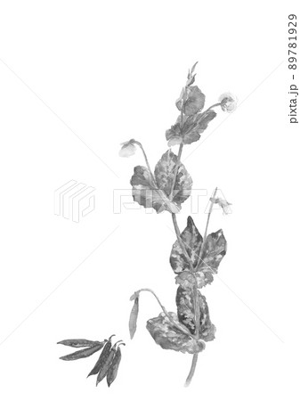 エンドウの花とサヤエンドウ モノトーン【水墨画風水彩画】白バック 透過背景コピースペース 89781929