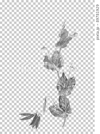 エンドウの花とサヤエンドウ モノトーン【水墨画風水彩画】白バック 透過背景コピースペース 89781929