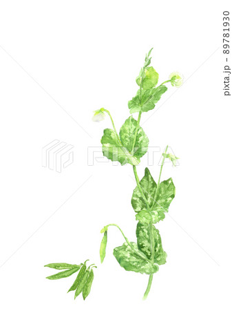 エンドウの花とサヤエンドウ【手描き水彩画】白バック 透過背景コピースペース 89781930