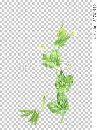 エンドウの花とサヤエンドウ【手描き水彩画】白バック 透過背景コピースペース 89781930