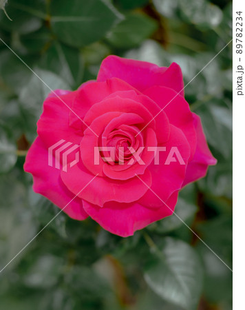 ガーデンに咲く薔薇 ガーデンに咲く薔薇 89782234