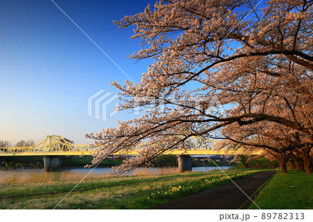岩手県北上市　展勝地　夕焼けの桜並木 89782313