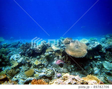 珊瑚礁 - ドロップオフ 89782706