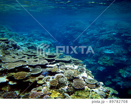 珊瑚礁 - ドロップオフ 89782708