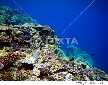 珊瑚礁 - ドロップオフ 89782710