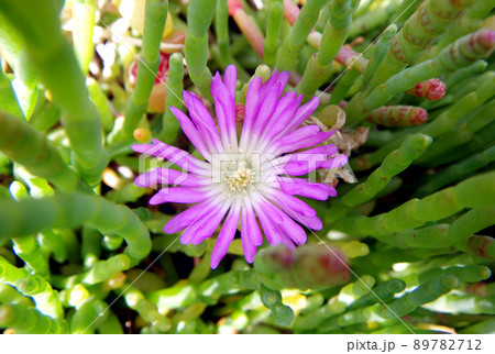 Disphyma crassifolium sp. | オーストラリア 多肉植物 Disphyma crassifolium sp. | オーストラリア 多肉植物 89782712