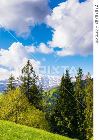 forest on the alpine meadow in spring. beautiful countryside scenery in morning light. clouds on the blue sky above the snow capped summit in the distance forest on the alpine meadow in spring. beautiful countryside scenery in morning light. clouds on the blue sky above the snow capped summit in the distance 89782822