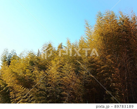 冬のハチク林の風景 冬のハチク林の風景 89783189
