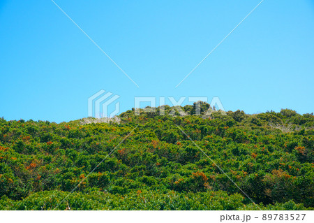 【日本百名山】大山　山頂付近に広がる初夏のダイセンキャラボクの林　鳥取県西伯郡大山町 89783527
