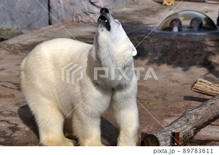 旭山動物園 ほっきょくぐま館 旭山動物園 ほっきょくぐま館 89783611