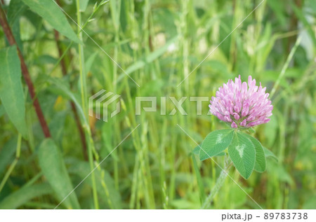 野原のアカツメグサのピンクの花 89783738