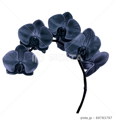 watercolor black orchid. Phalaenopsis is a realistic tropical flower. isolated illustration watercolor black orchid. Phalaenopsis is a realistic tropical flower. isolated illustration 89783797